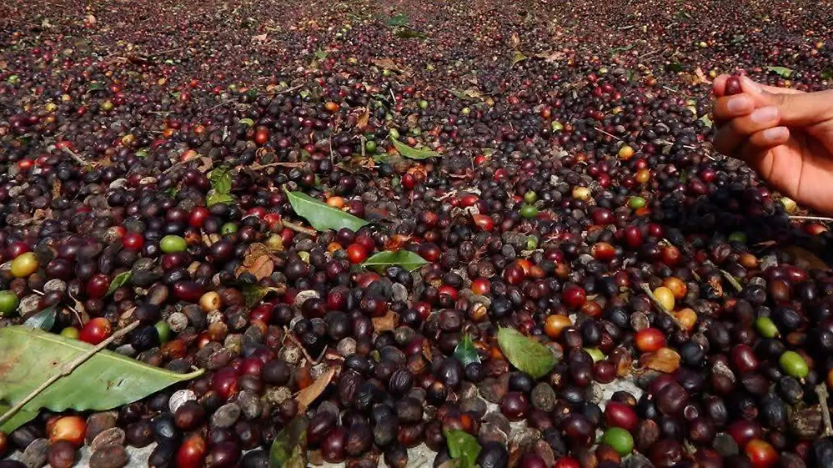 Unión Europea establece nuevas exigencias para la exportación de café chiapaneco